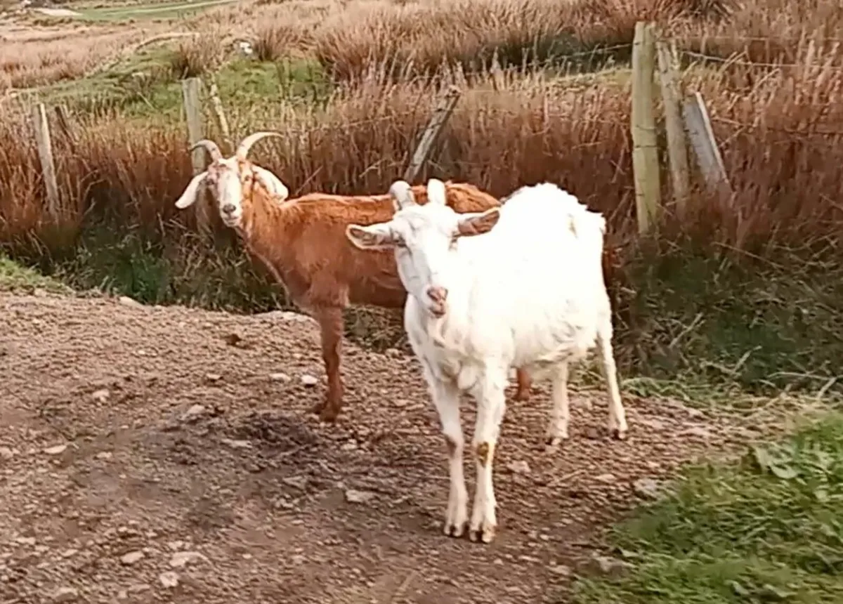 Goats - Image 1