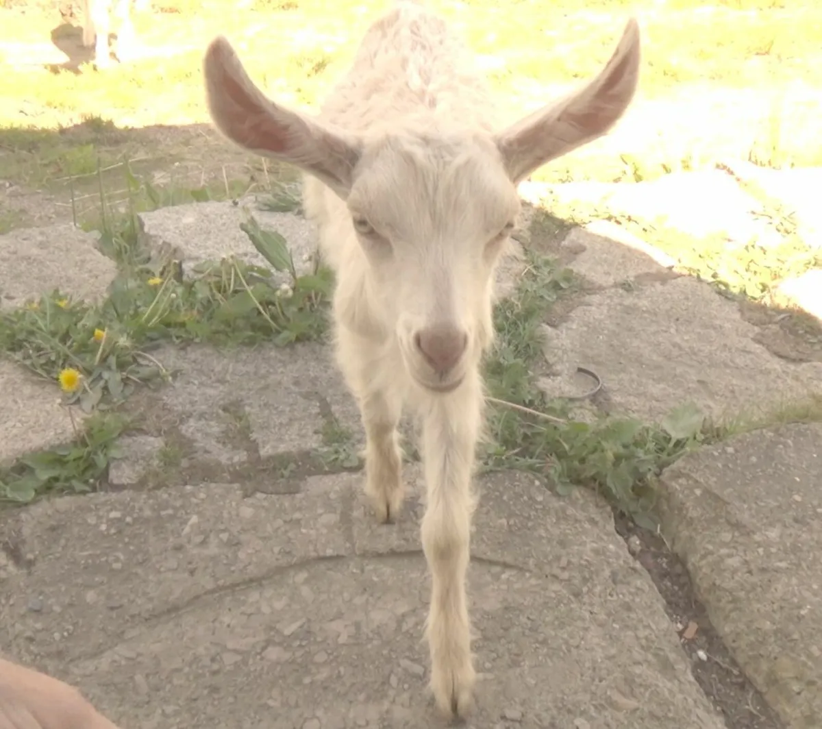 Goats - Image 3