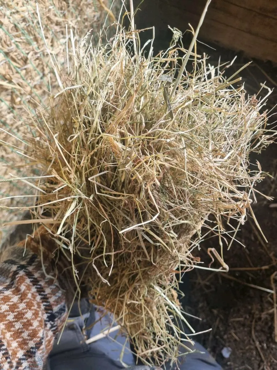 Quality Hay For Sale - Made end June 2025 - Image 4