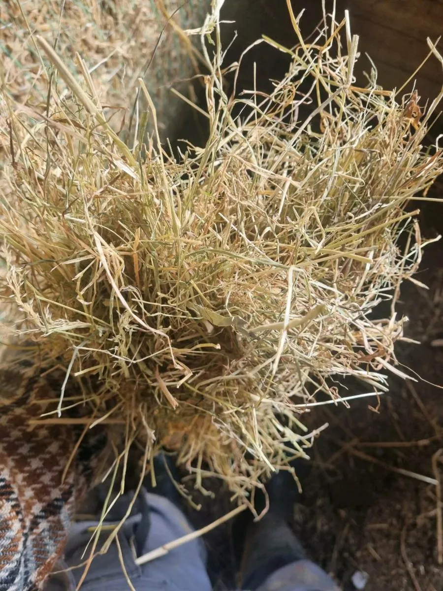 Quality Hay For Sale - Made end June 2025 - Image 3