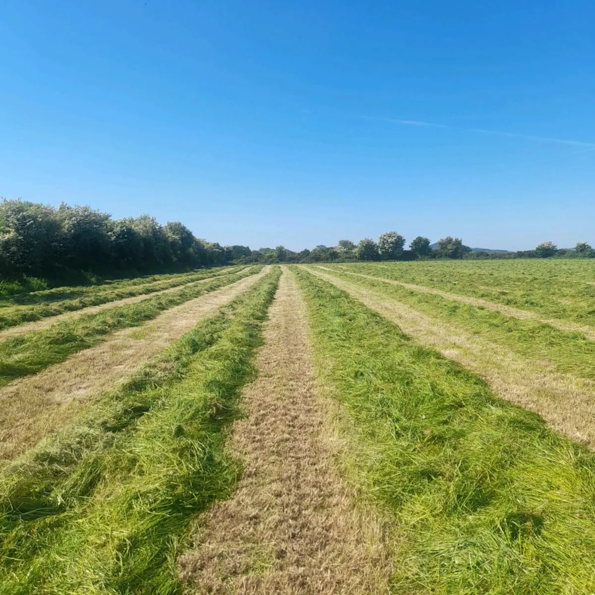 Silage Bales - Image 1