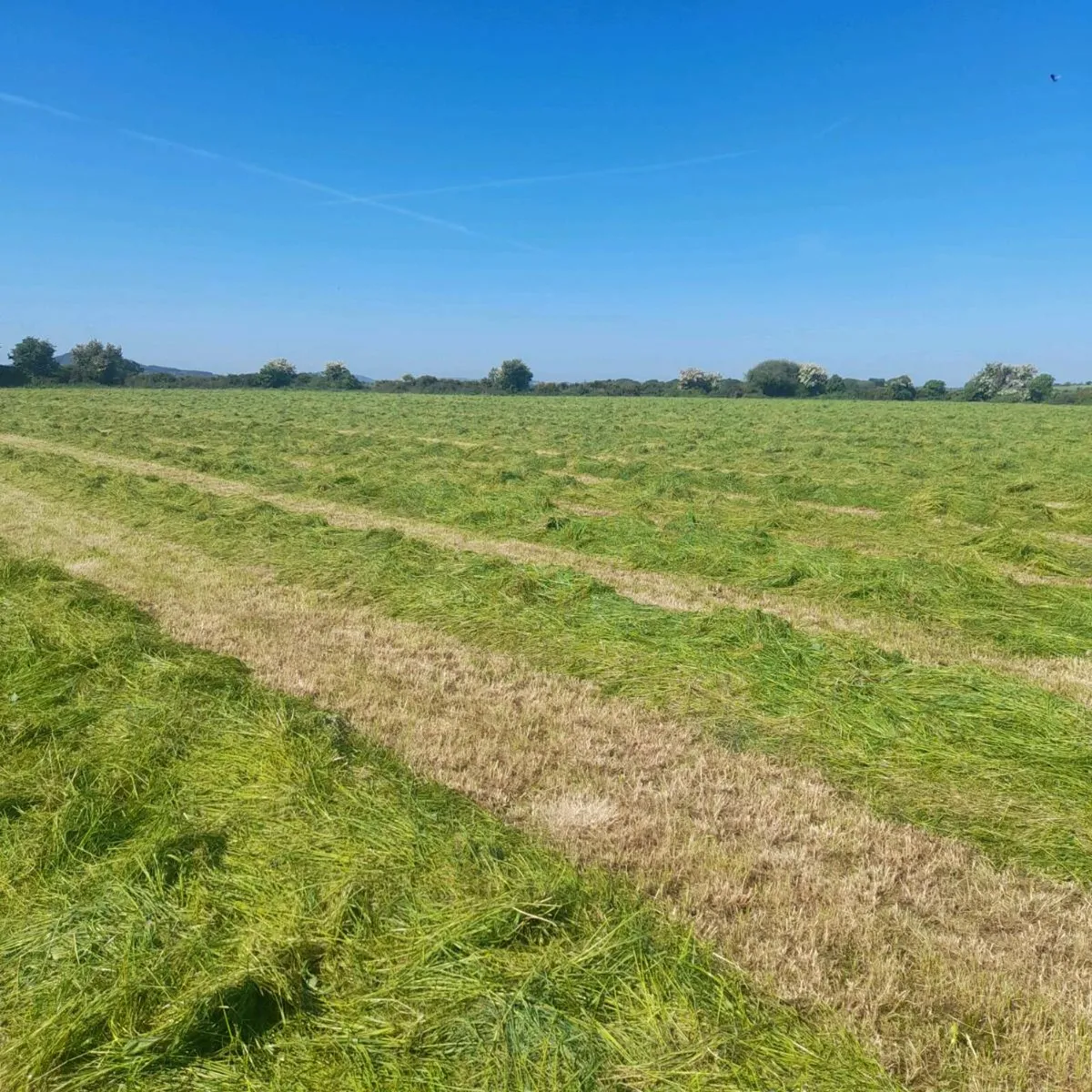 Silage Bales - Image 2