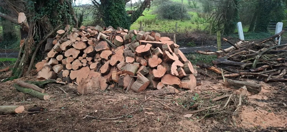 Tree and Groundworks - Image 4