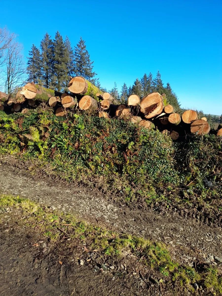Timber - Image 3