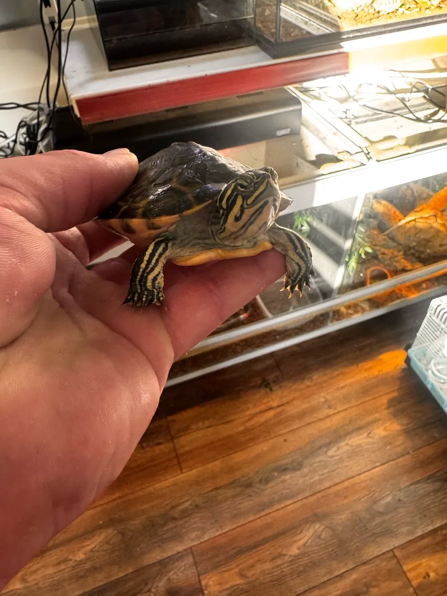 Cooter turtle - Image 2