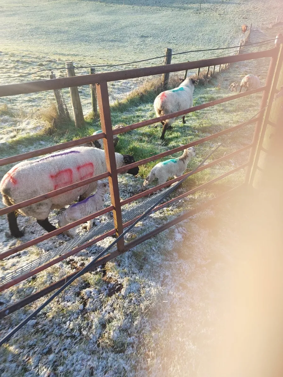 Sheep and Lambs - Image 2