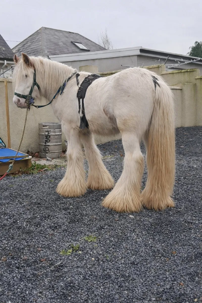 Heavy stallion - Image 1