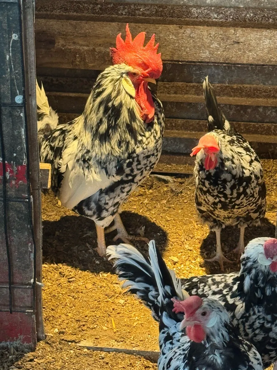 Hen eggs, Exchequer leghorn, Blue/lavender leghorn - Image 1