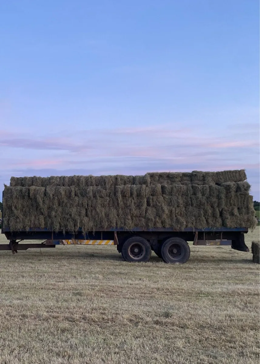 Large quantities Square Bales of Hay - Image 3