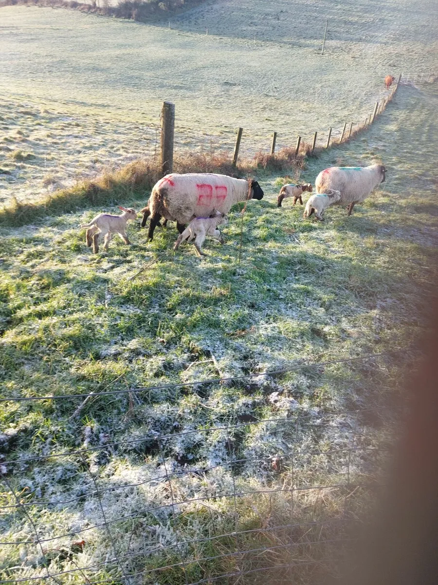 Sheep and Lambs - Image 4