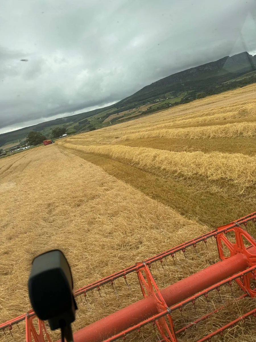 Barley & Wheat Straw for sale 8/4/3 - Image 1