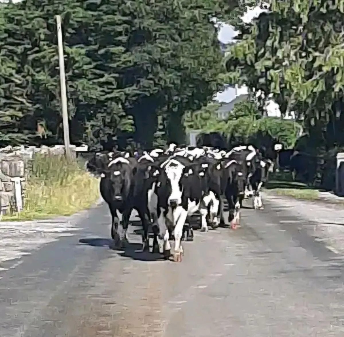 WANTED FRIESIAN HEIFER CALVES