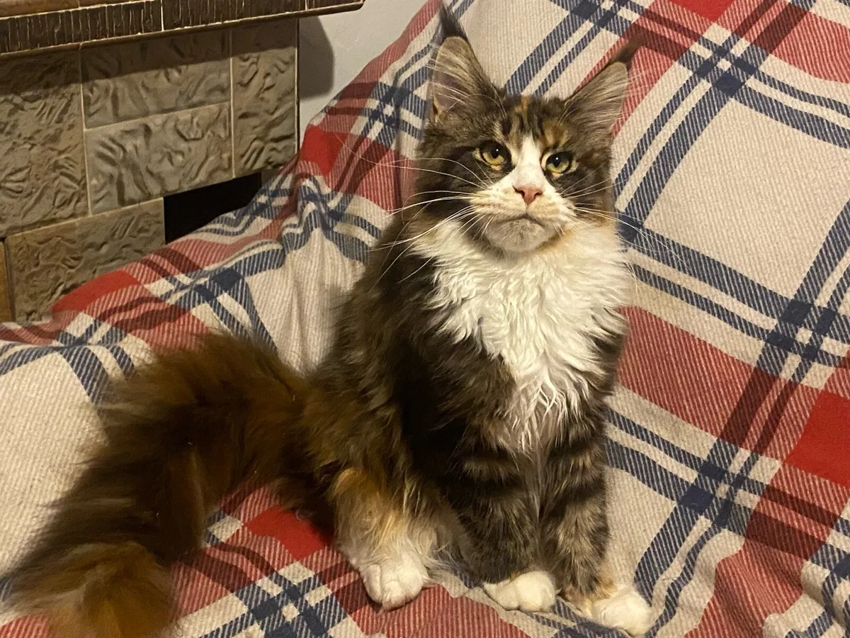 Maine Coon kitten Tica registered with pedigree - Image 3