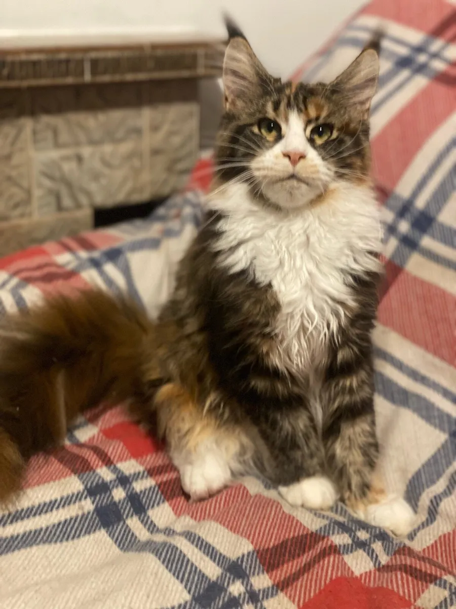 Maine Coon kitten Tica registered with pedigree - Image 4