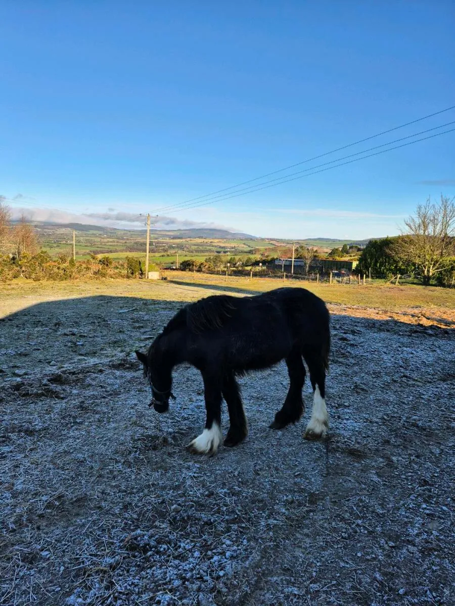 Filly for sale - Image 4