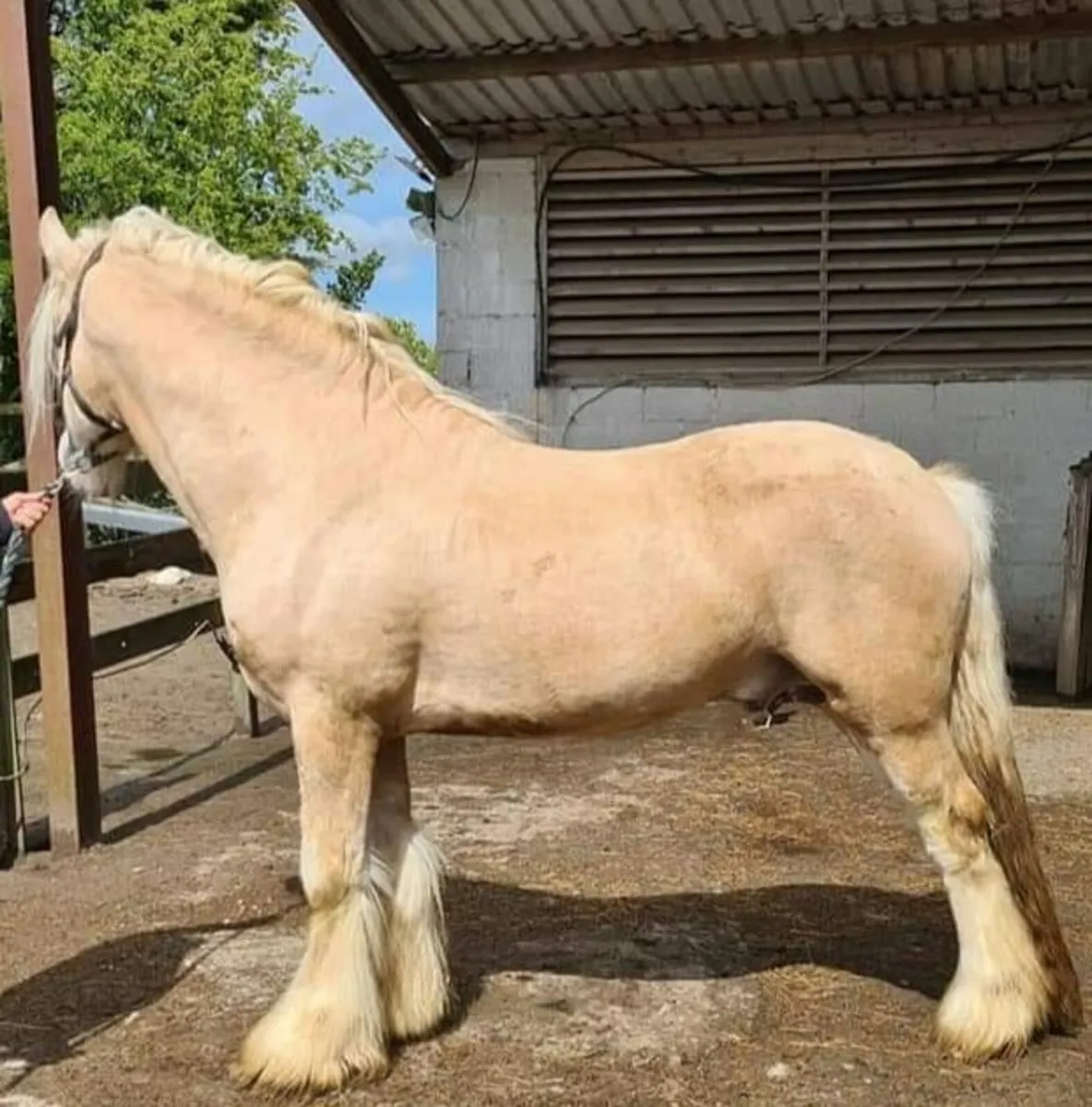 Filly for sale - Image 1