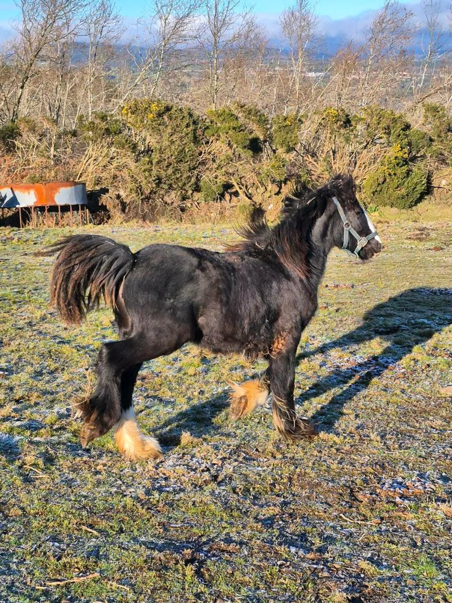 Filly for sale - Image 2