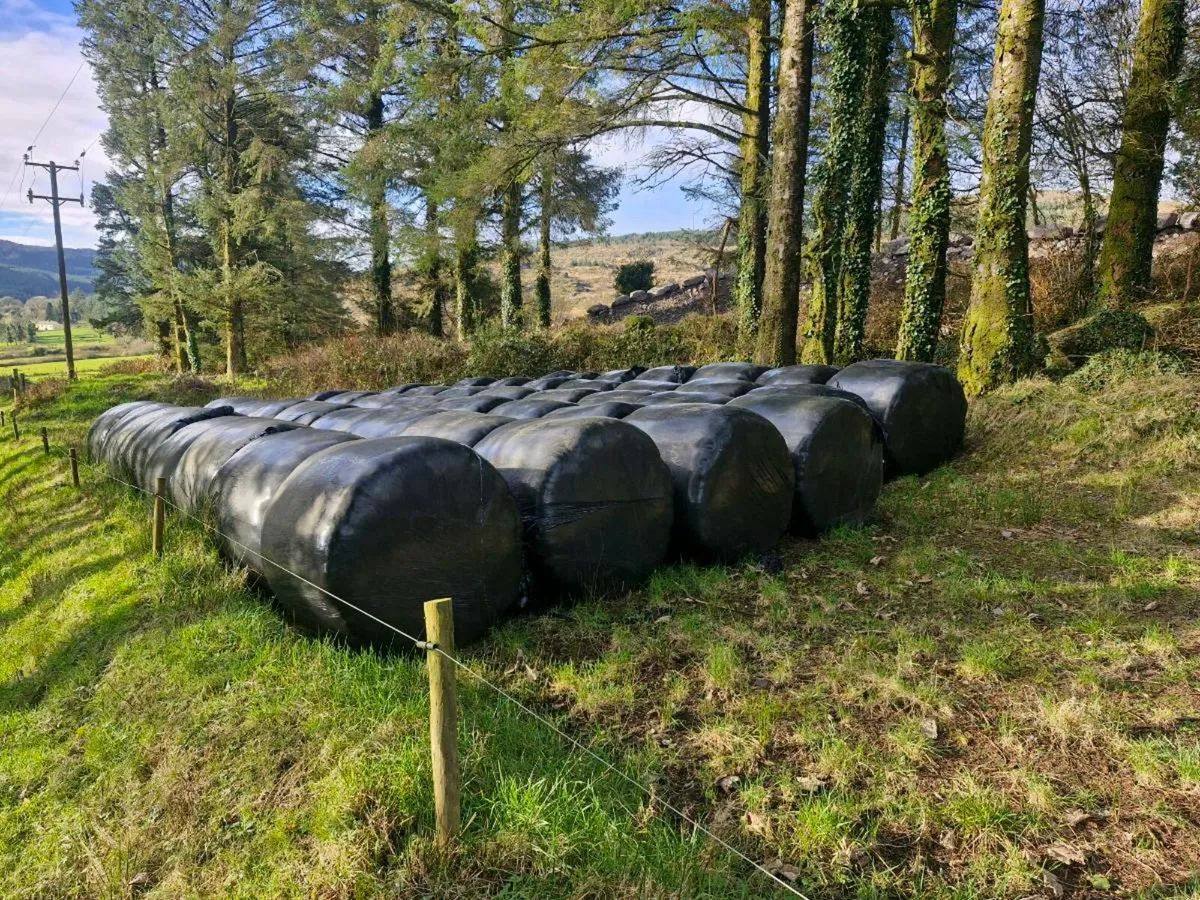 45 SILAGE BALES  (June 2025)