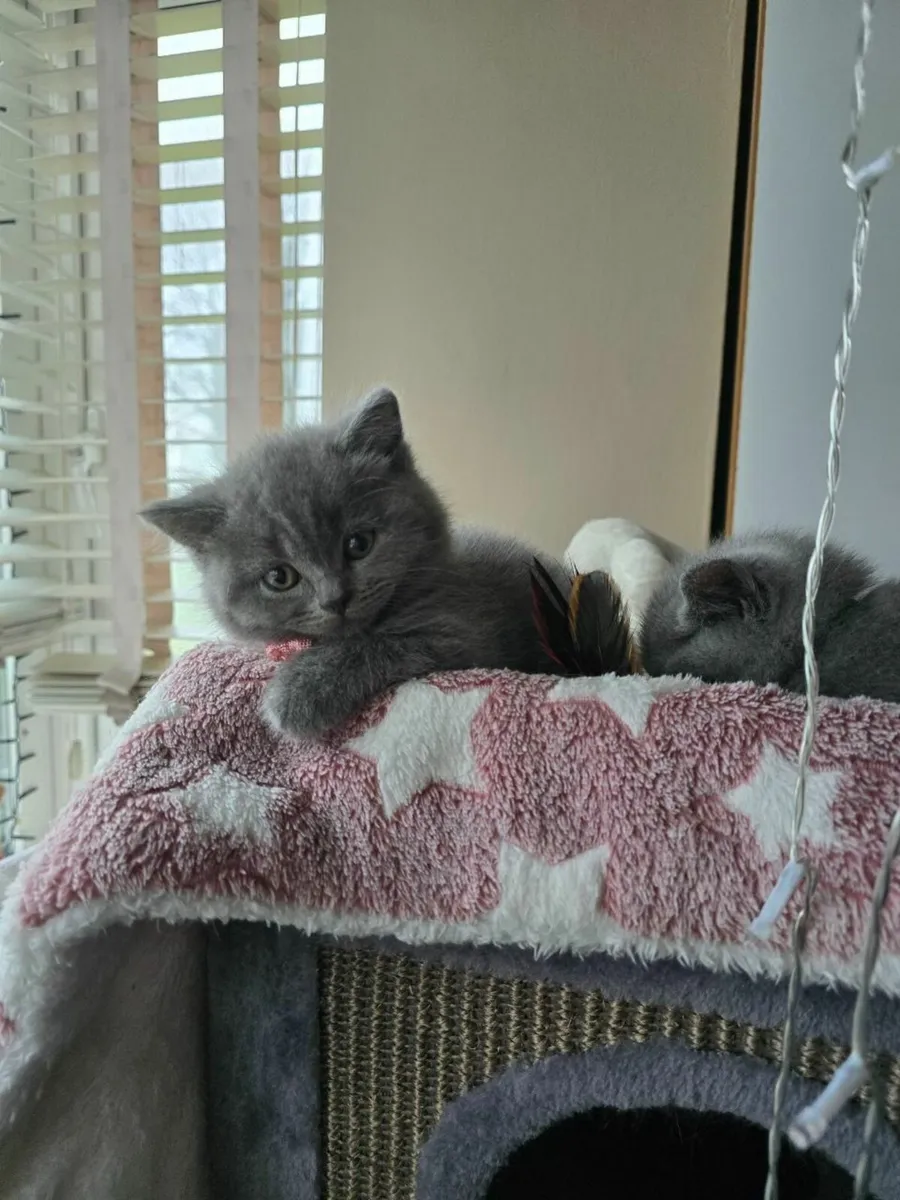 British Shorthair Kittens - Image 2