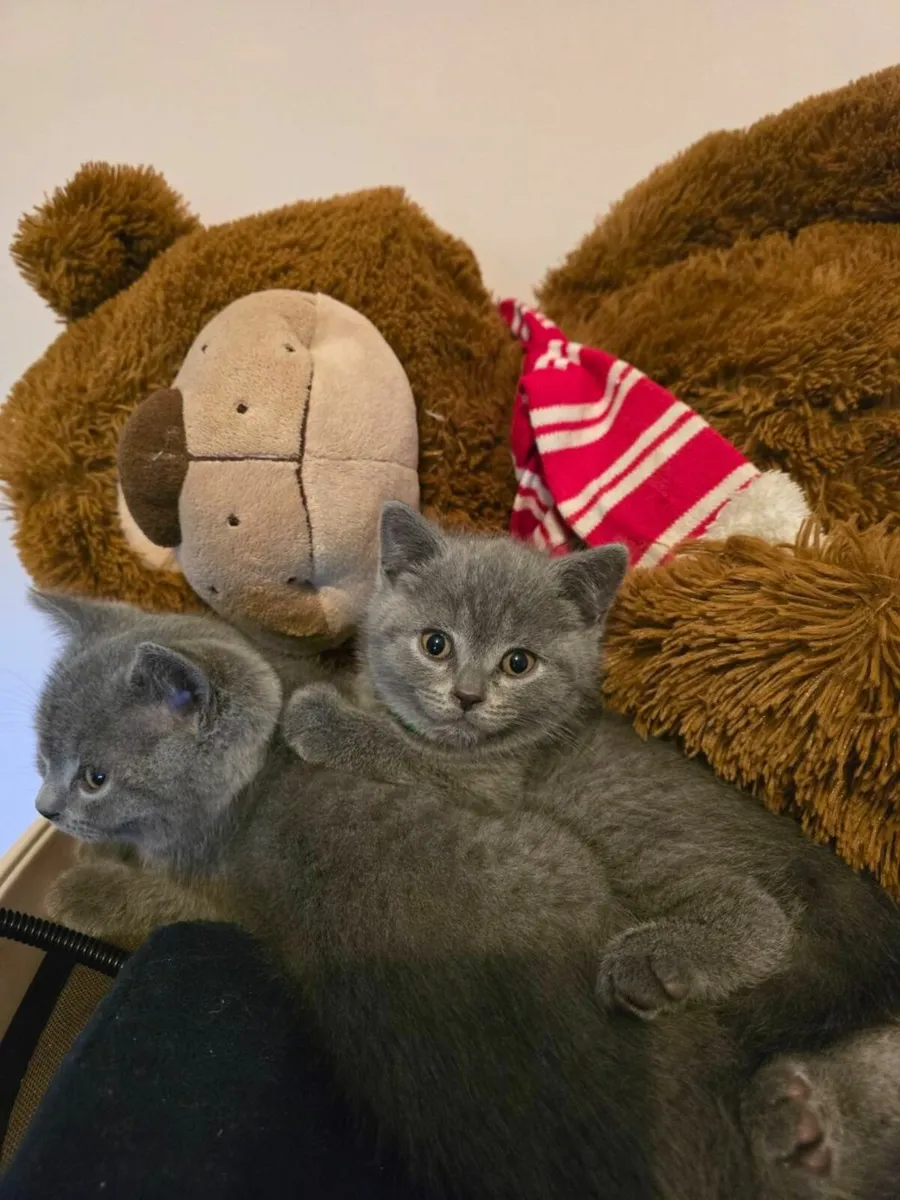 British Shorthair Kittens - Image 3