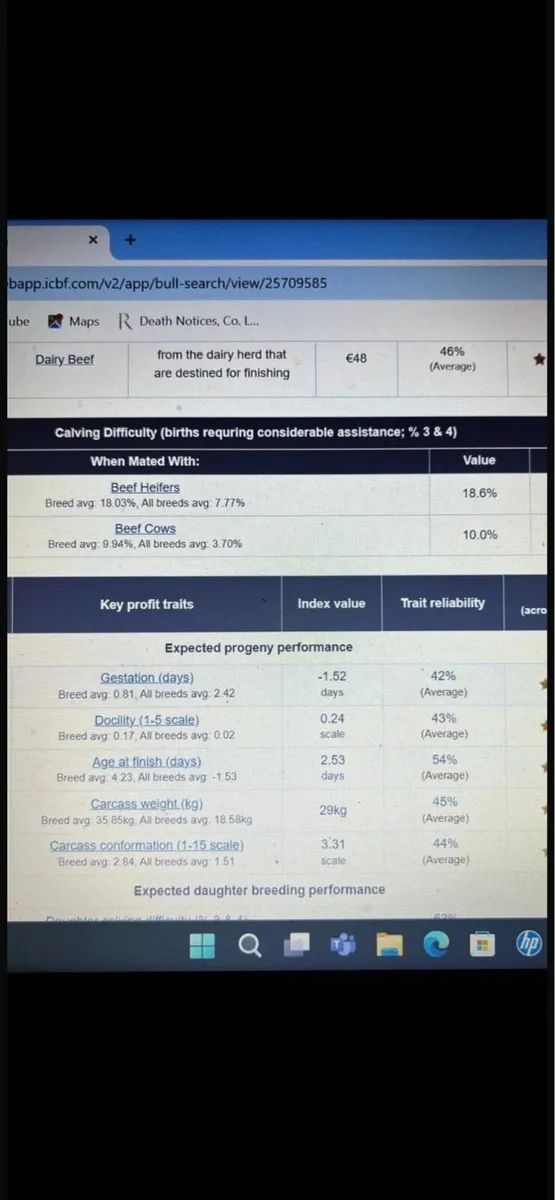 Pbr Belgium blue bull - Image 4