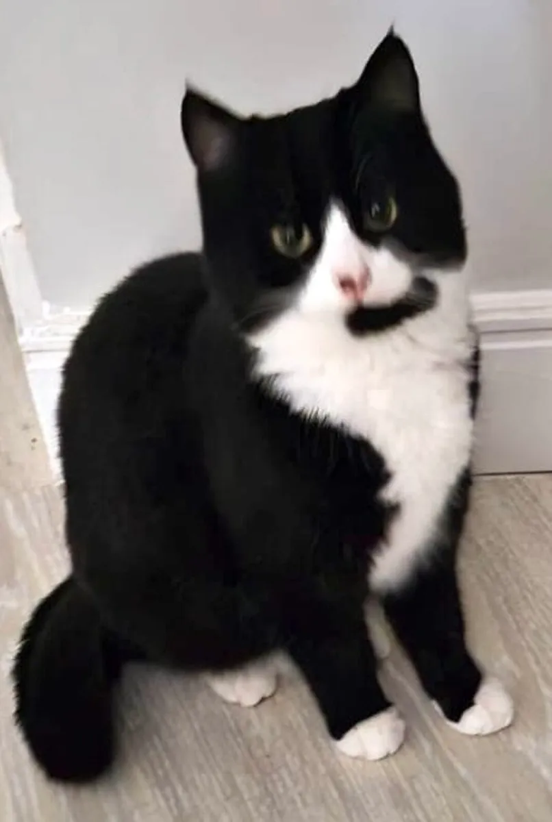 Catstrust adoption and protection. Rescued . - Image 4