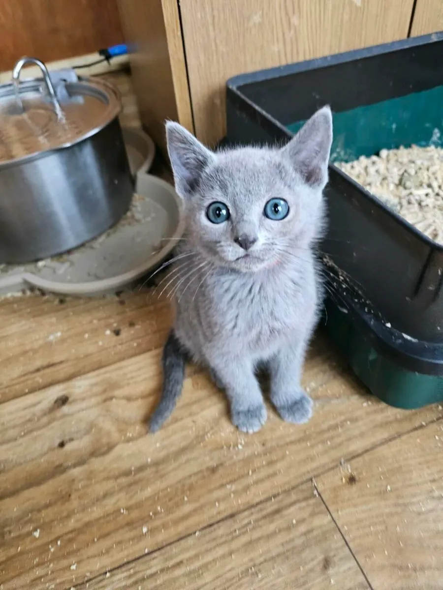 Russian Blue  kittens pedigree and registered TICA - Image 2