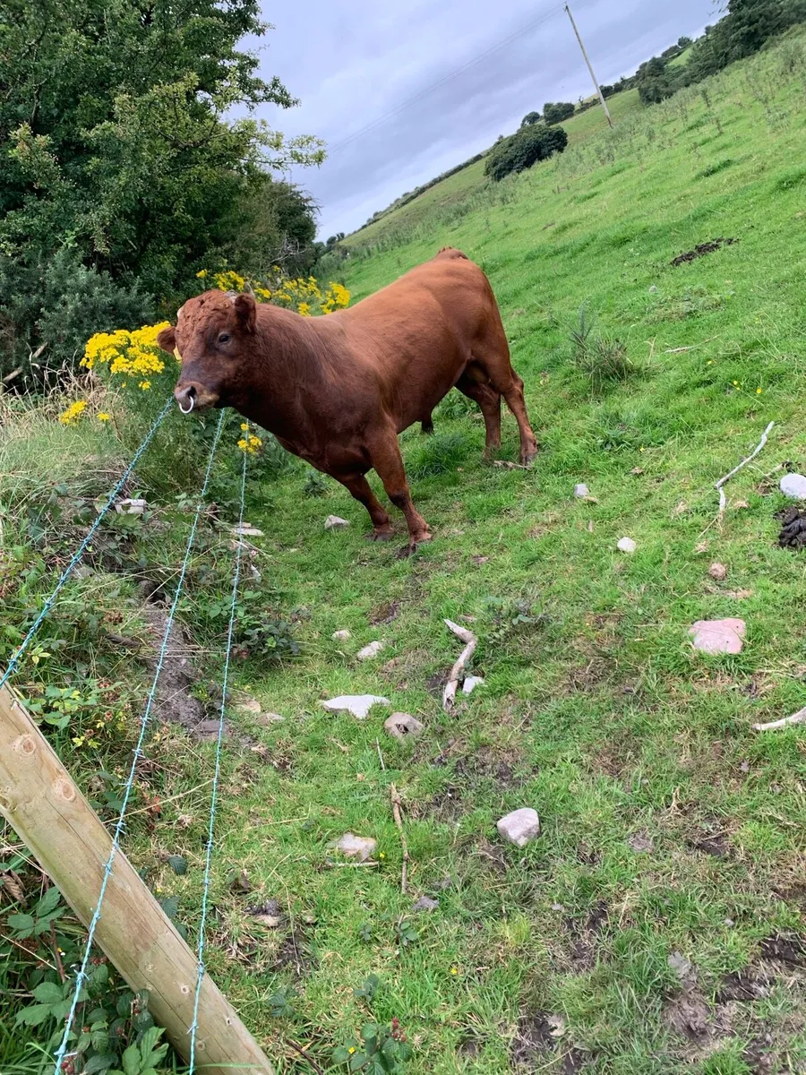 Dexter Bull - Image 3