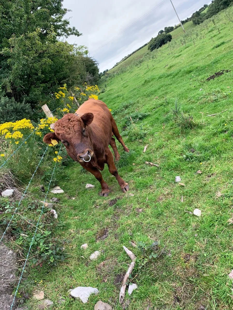 Dexter Bull - Image 2