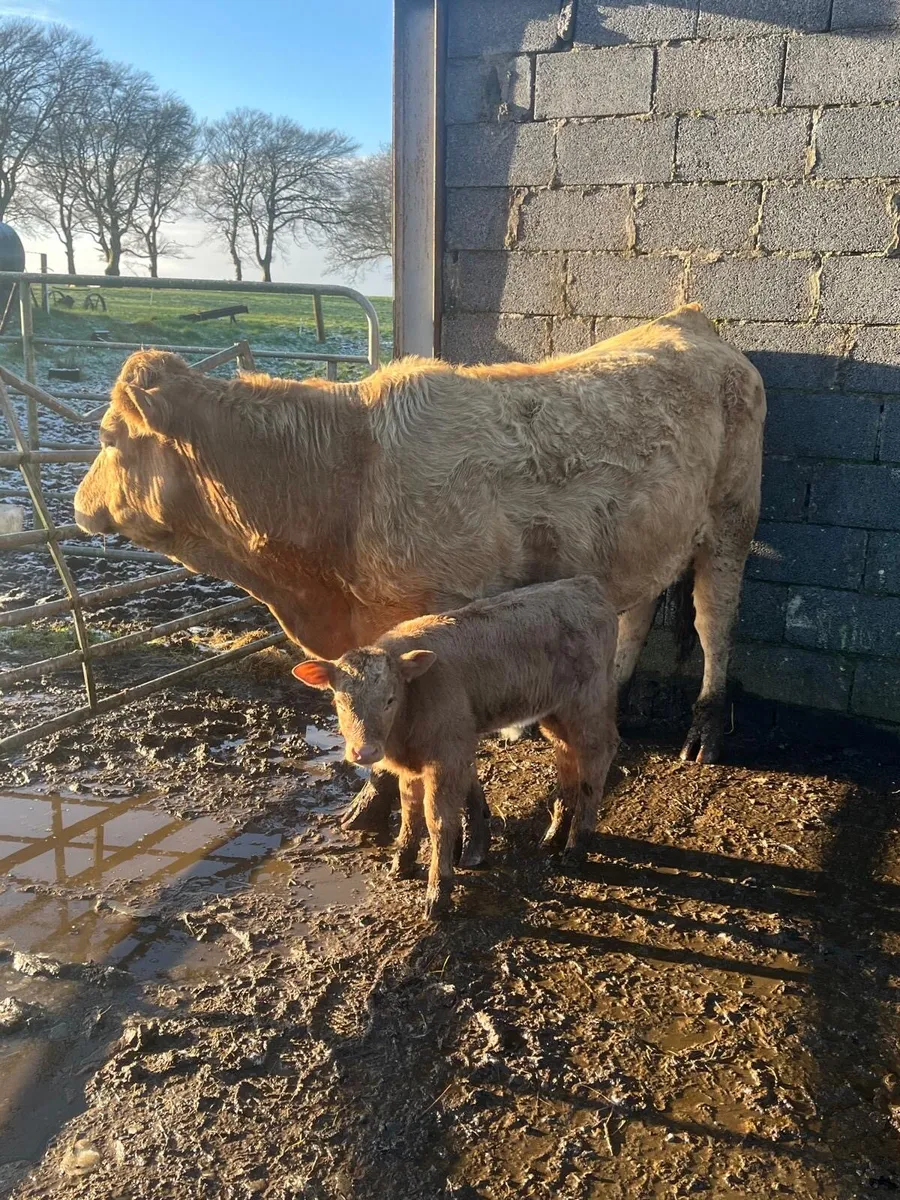 Super Charolais Heifer & SH calf - Image 1