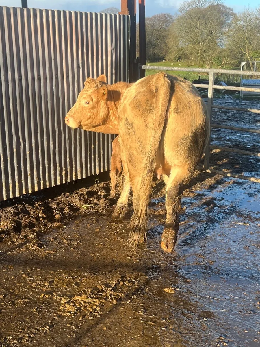 Super Charolais Heifer & SH calf - Image 2