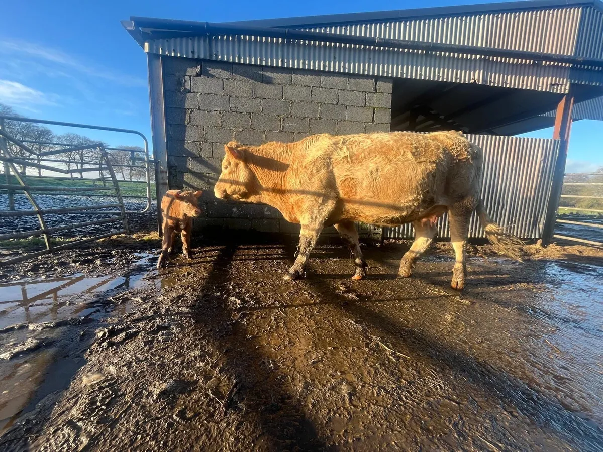 Super Charolais Heifer & SH calf - Image 3