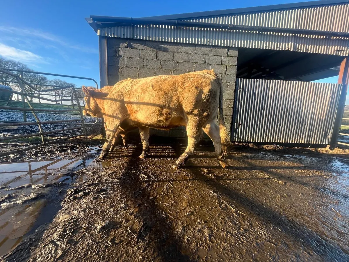 Super Charolais Heifer & SH calf - Image 4