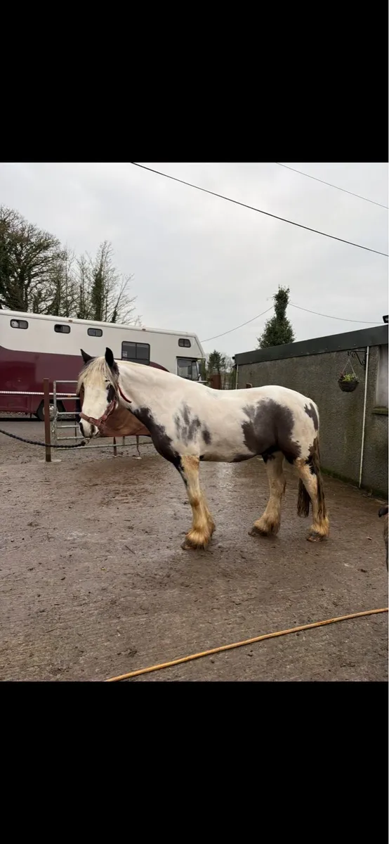 ‼️GENUINE HUNTER COB‼️ - Image 2