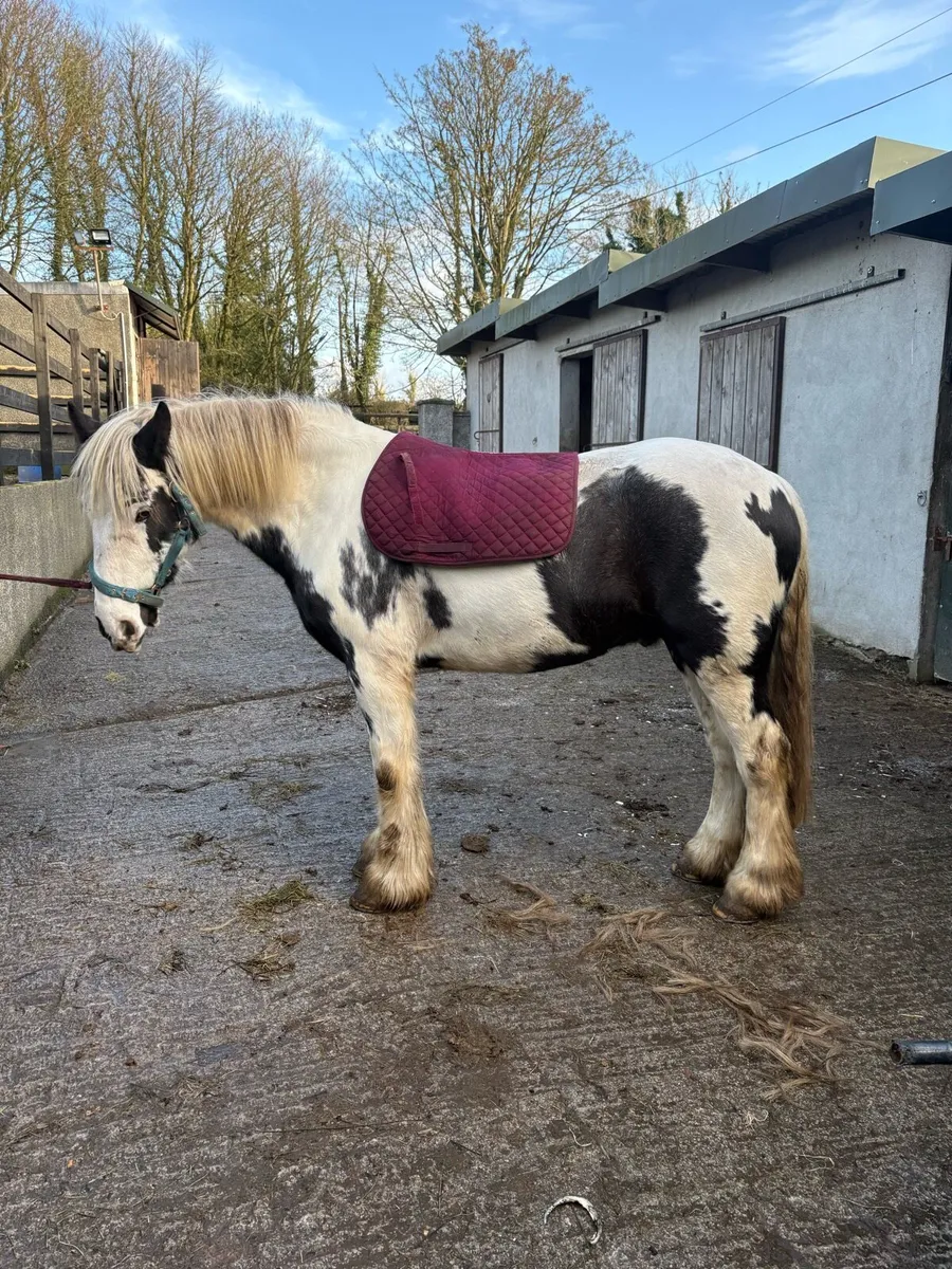 ‼️GENUINE HUNTER COB‼️ - Image 4