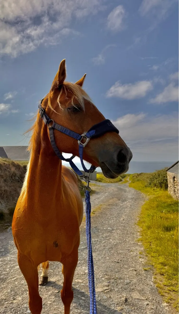 15.2/3 ISH mare - Image 1