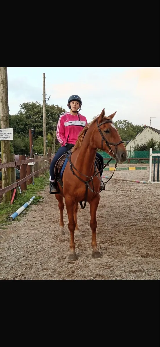 15.2/3 ISH mare - Image 2