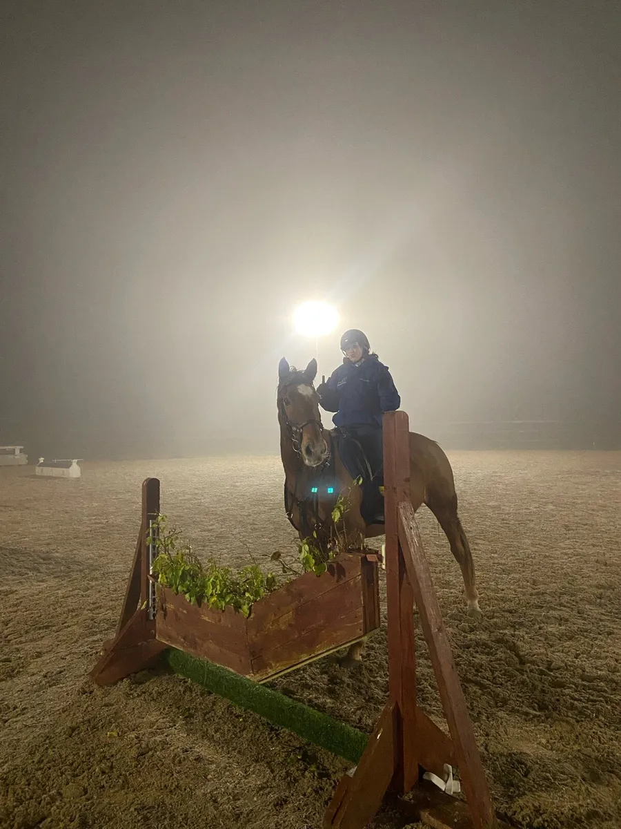 15.2/3 ISH mare - Image 4