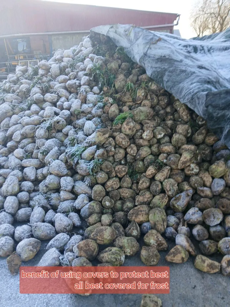 Sugar beet & fodder beet for sale - Image 2