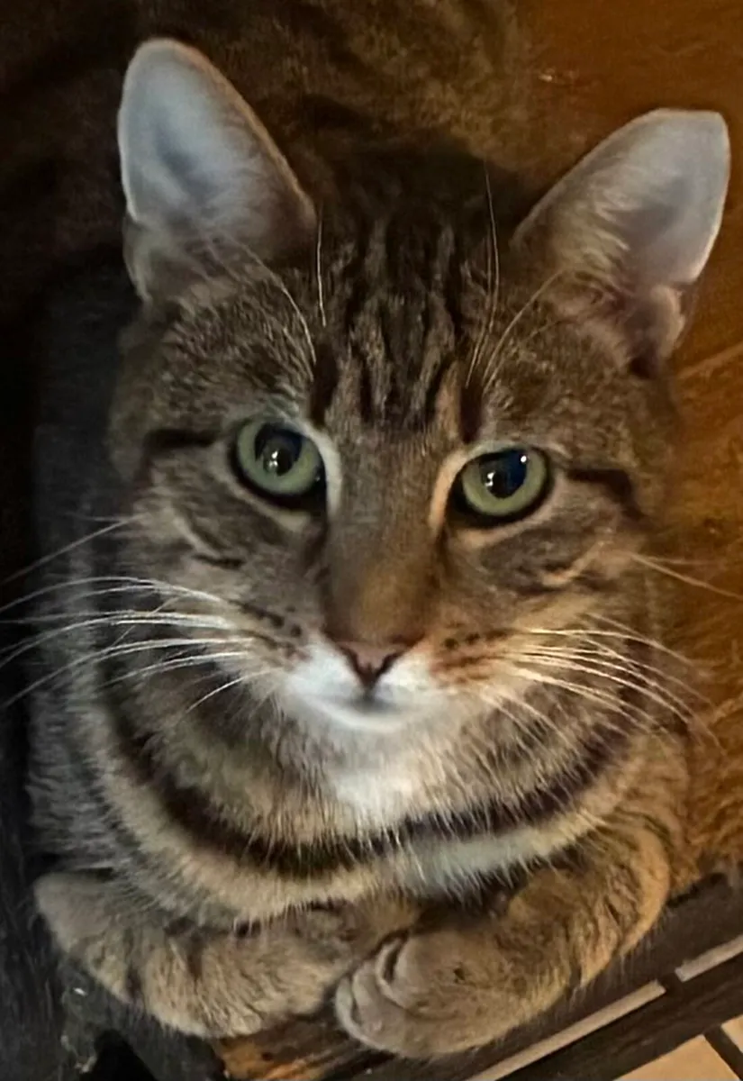 Catstrust adoption and protection. Rescued . - Image 3