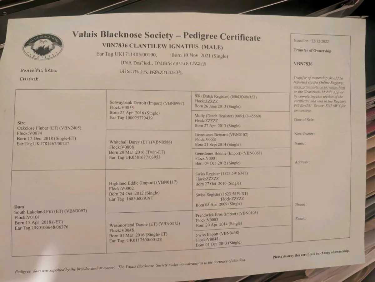 Valais Blacknose Ram - Image 2