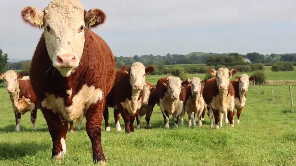 💥Wanted- Bulls & Bullocks 💥 - Image 3