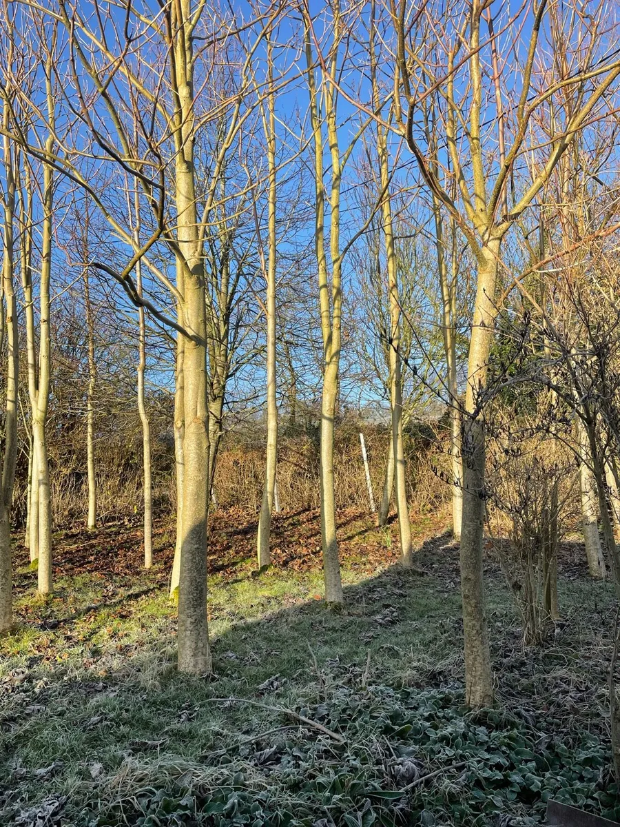 Paulownia Elongata - Image 2