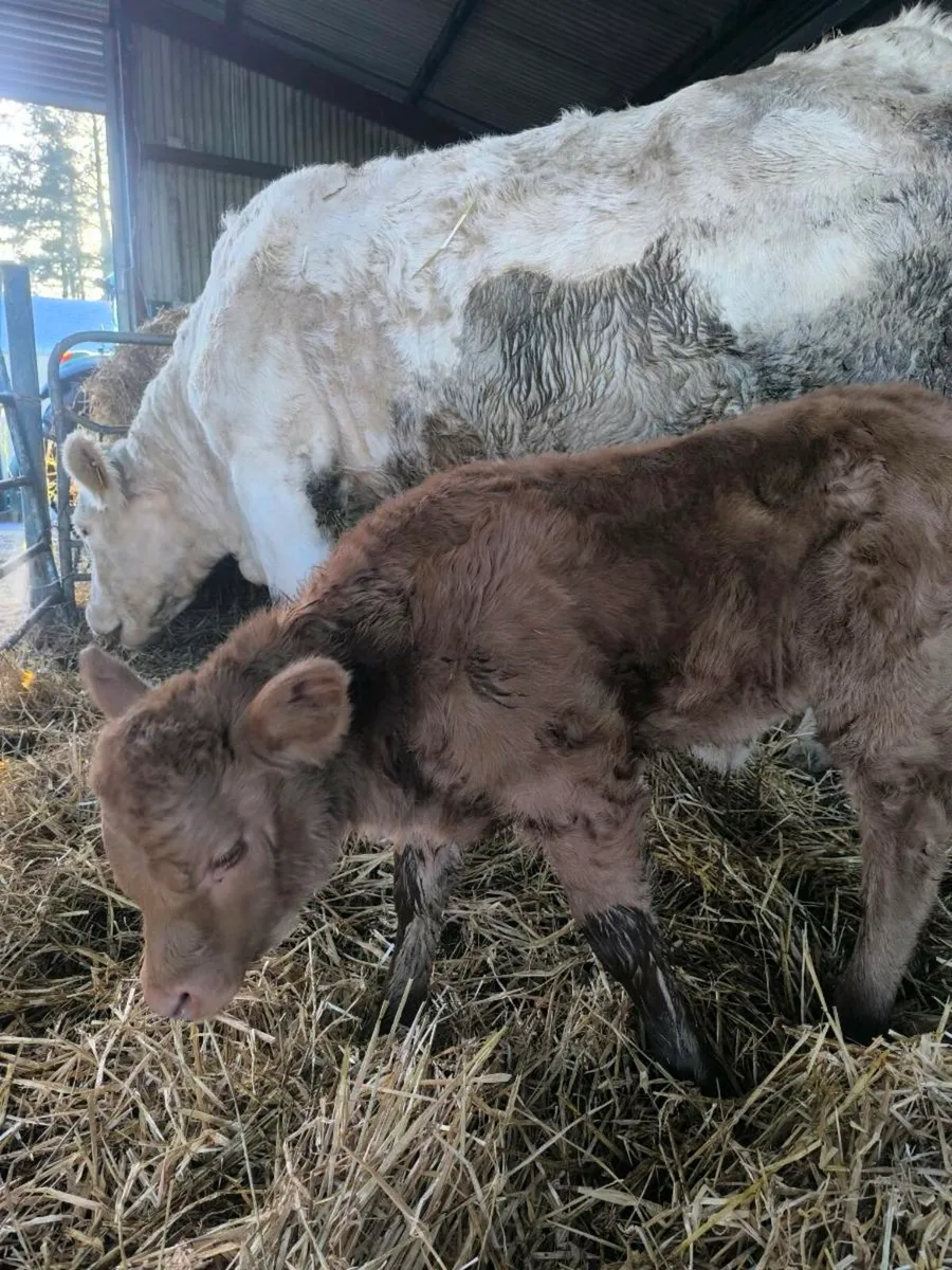 First calf heifer - Image 2