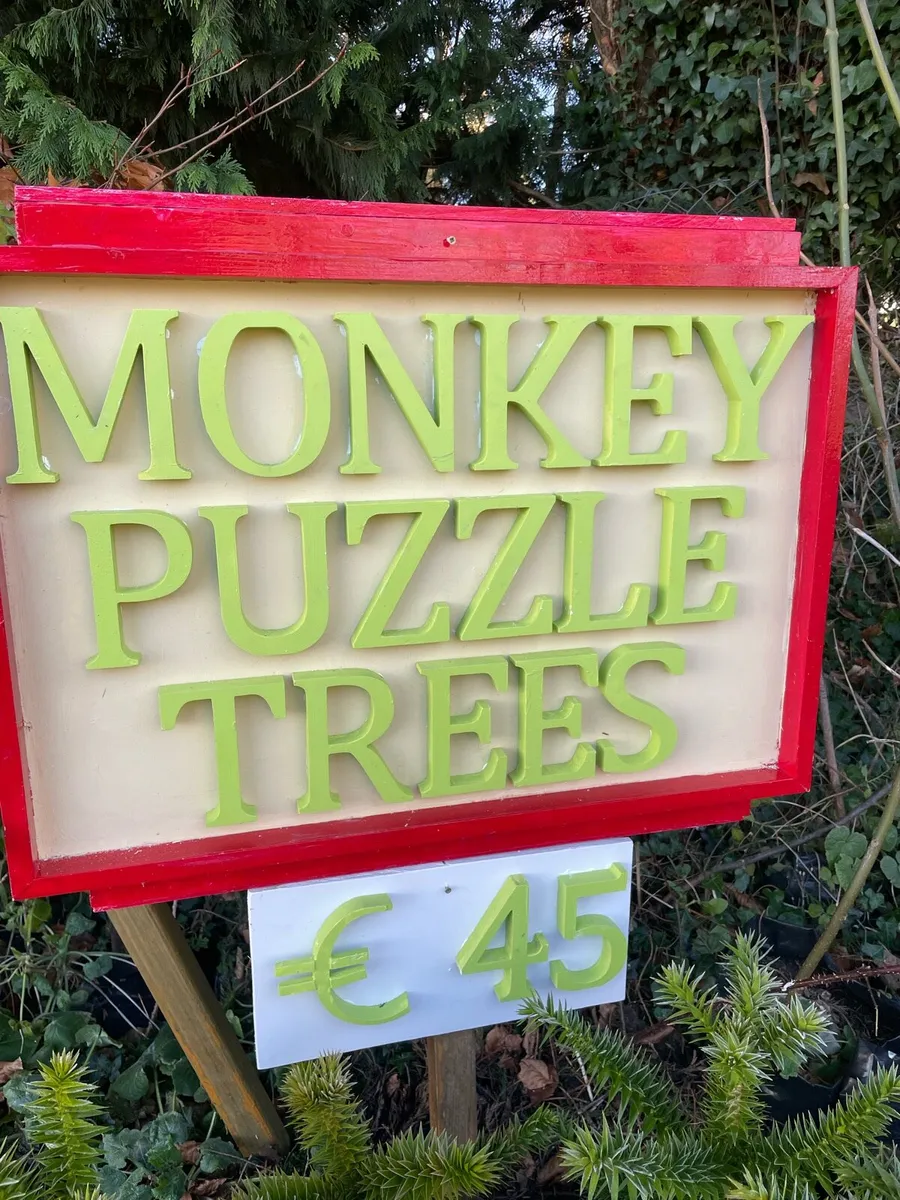 Monkey Puzzle - Image 1