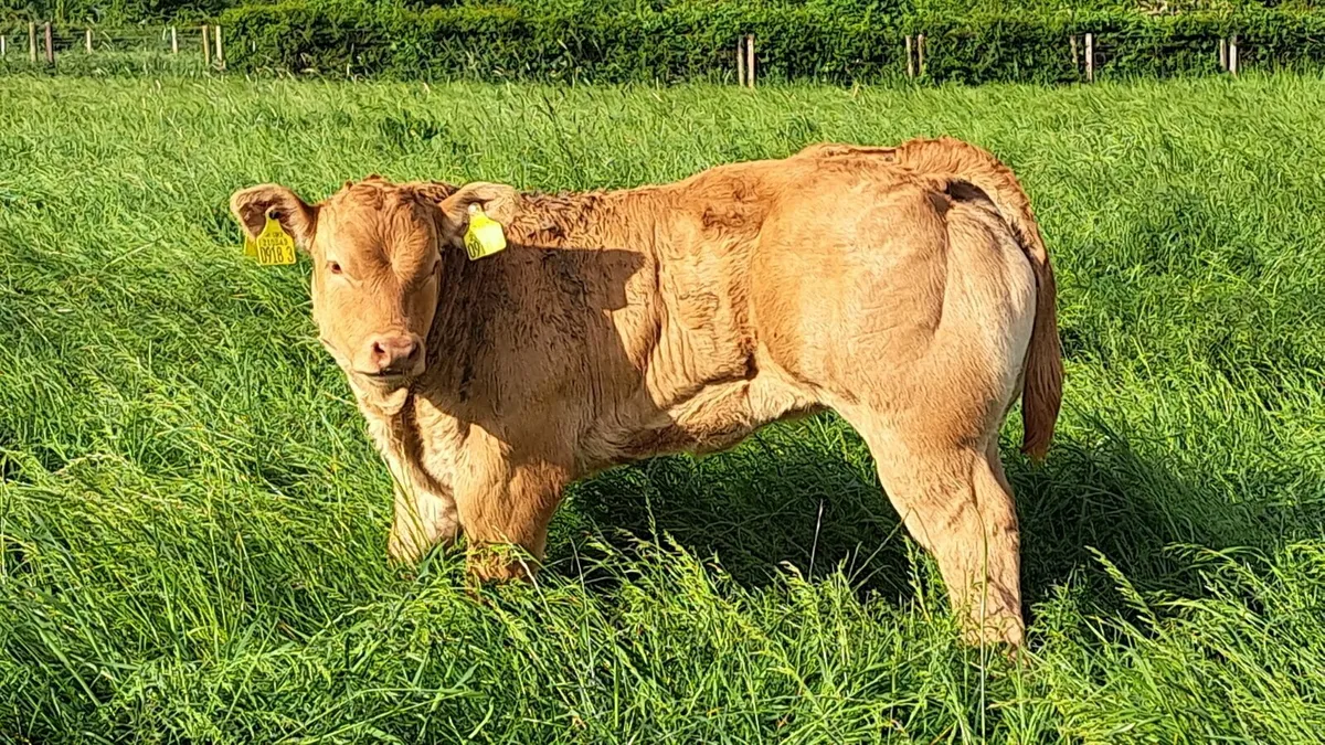 Pedigree limousin bulls and heifers for sale. - Image 1