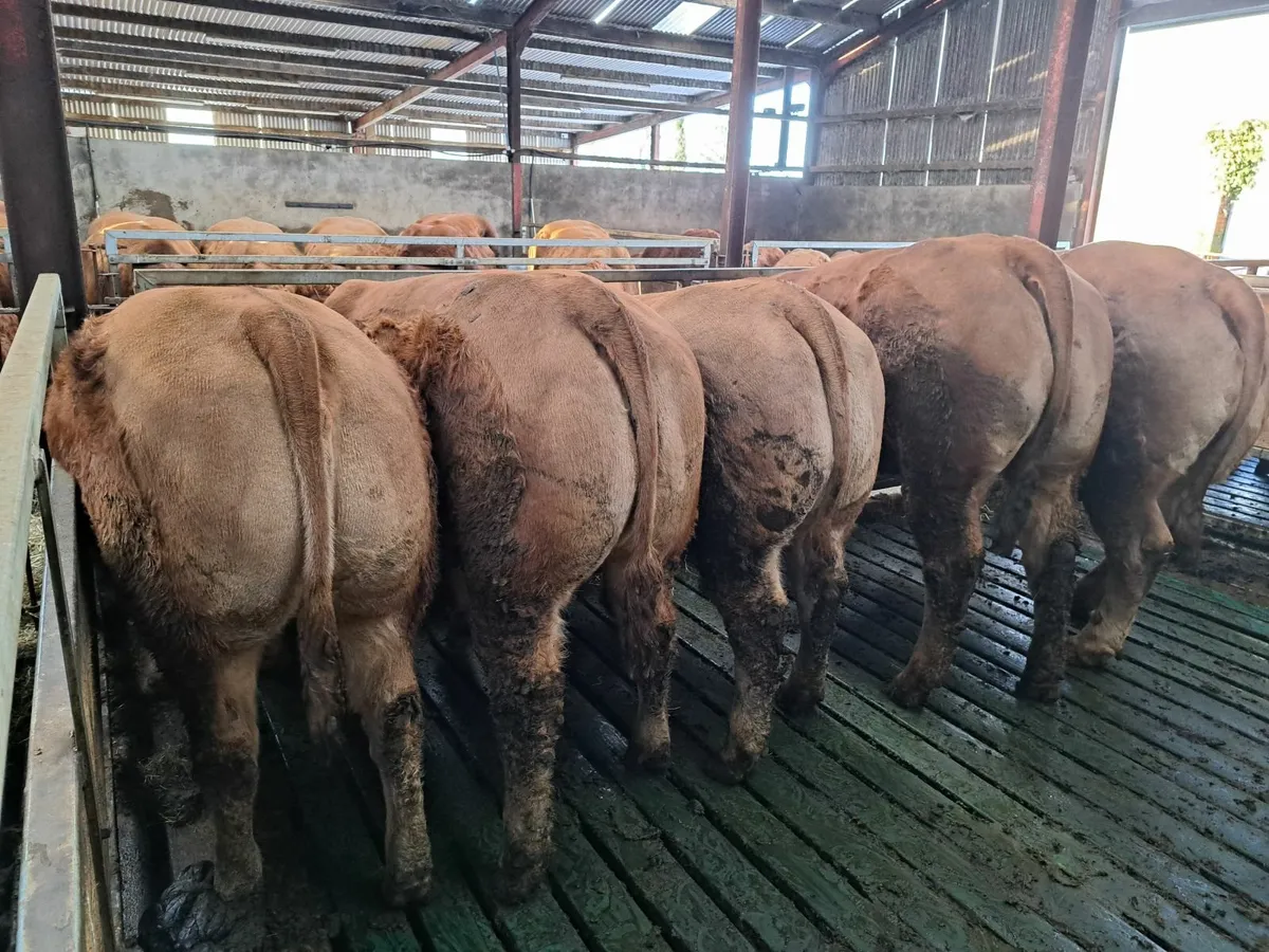 Pedigree limousin bulls and heifers for sale. - Image 2