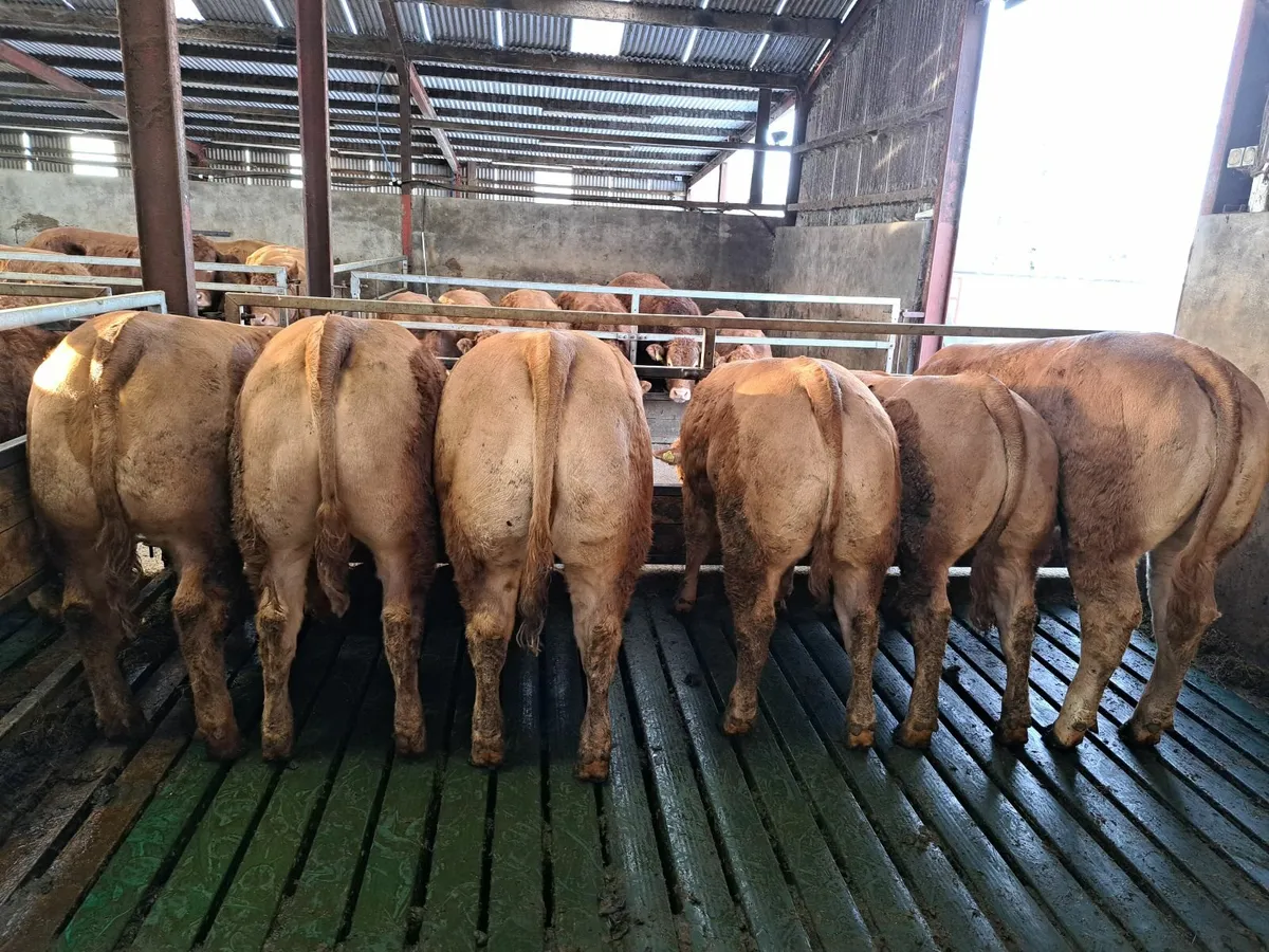 Pedigree limousin bulls and heifers for sale. - Image 3