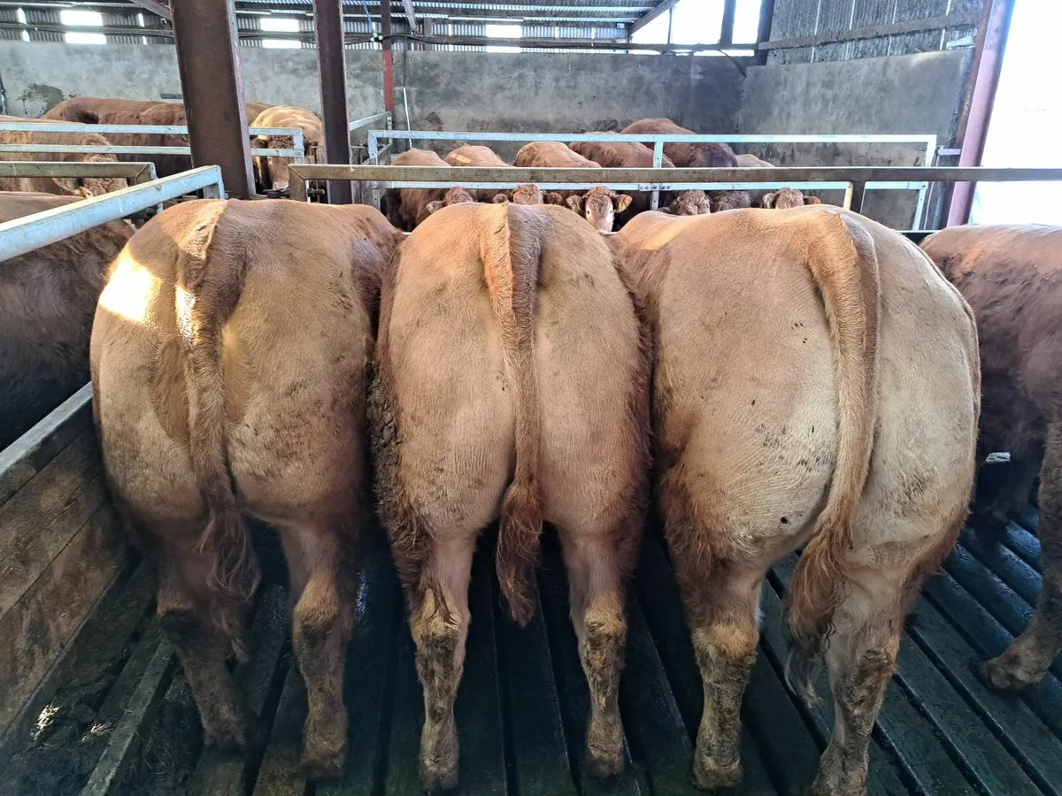 Pedigree limousin bulls and heifers for sale. - Image 4