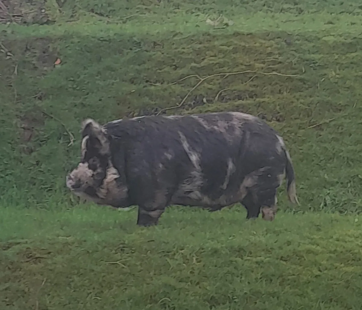 FREE - Kune kune Boar